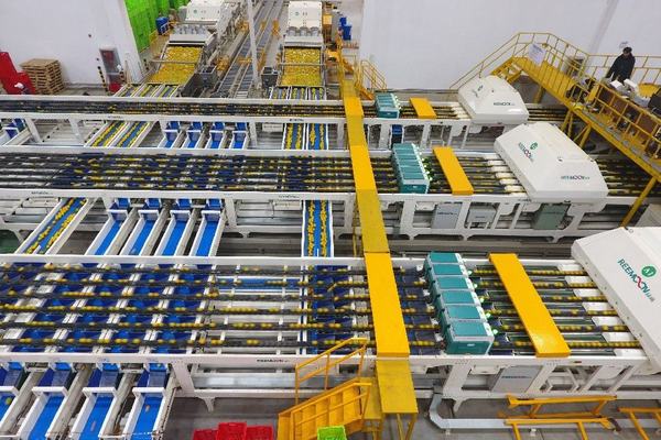 Successful case from Orange King's oranges sorting