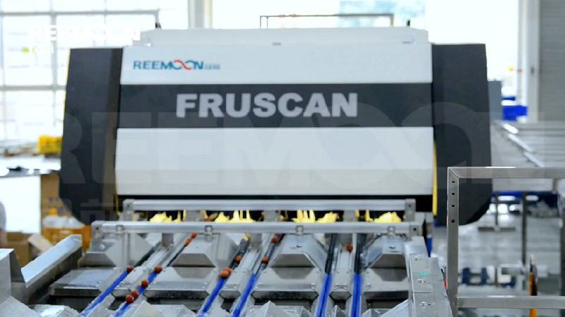 广东持续加大荔枝分选技术投资 绿萌助力广东荔枝产业品牌化升级
