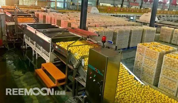 “东南亚市场对中国柠檬需求量依然旺盛”