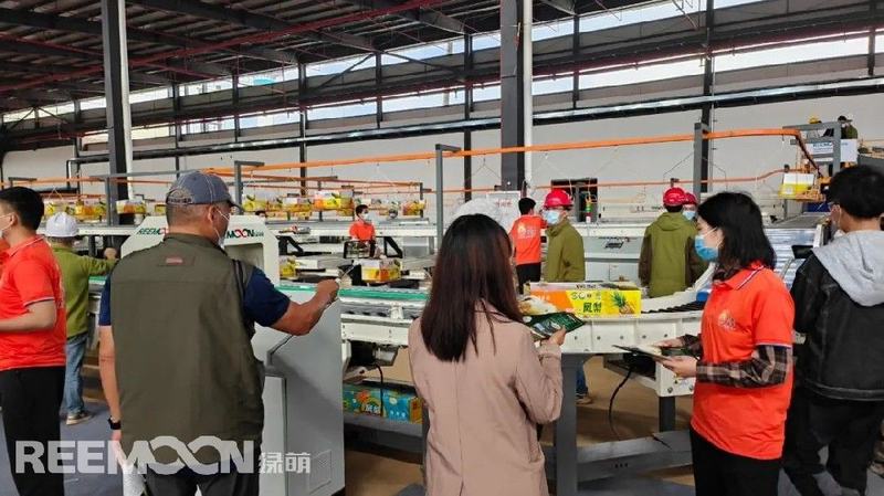 徐闻喊你吃菠萝 果蔬分选技术为徐闻菠萝品牌建设锦上添花