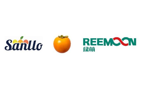 Spain Sanllo Persimmon