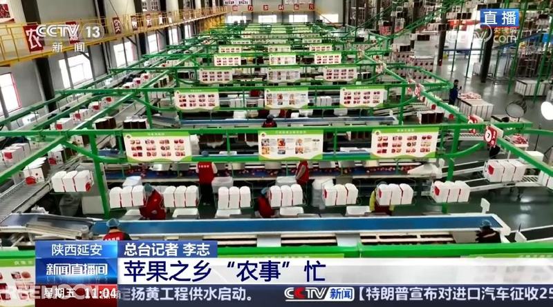 【央视聚焦】苹果之乡农事忙：分拣车间高效运转，苹果也能做“体检”