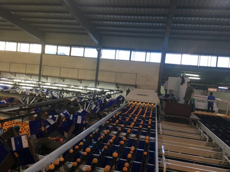 The orange export season in Egypt has just started for the 2018-2019 season. To ensure the sorting and packaging of the oranges proceeds smoothly, a good sorting line could be a big help. It automates the process and in this way it decreases losses and speeds up the production process. Reemoon Techn