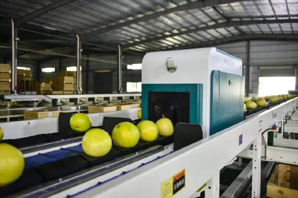 “顺丰丰农公司梅州金柚产业园成功应用绿萌柚类糖度无损检测分选设备