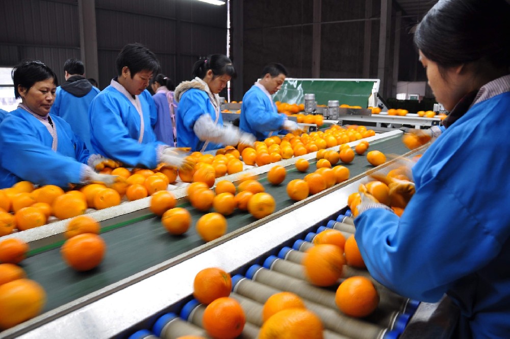 “福建顺昌：科技引领柑橘产业新业态