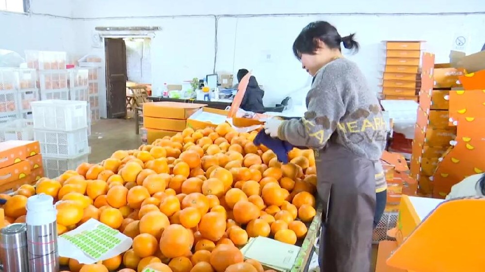 水果分选，提高效益！浙江温岭建成首条水果无损检测分级流水线 眼下正是柑橘名果“红美人”大批量上市期。这几日，东浦农业开发有限公司东浦现代农业产品中心正在调试我市首条水果无损检测分级流水线。该流水线不仅能区分果实大小、轻重，还能通过激光、红外光谱，分辨出果实有无擦伤等瑕疵