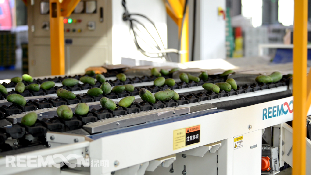 据ASIAFRUIT亚洲水果报道，贵妃芒本季有望迎来日本市场的开放。众所周知，水果出口的门槛更高。人工分拣充满主观性和不确定性，靠人工分拣无法满足出口的标准，一台能够准确检测水果各项指标的分选机对于出口水果的检测显得尤为重要。绿萌（REEMOON ）创立于2001年，依托于中国科学院及华中农业大学，专注