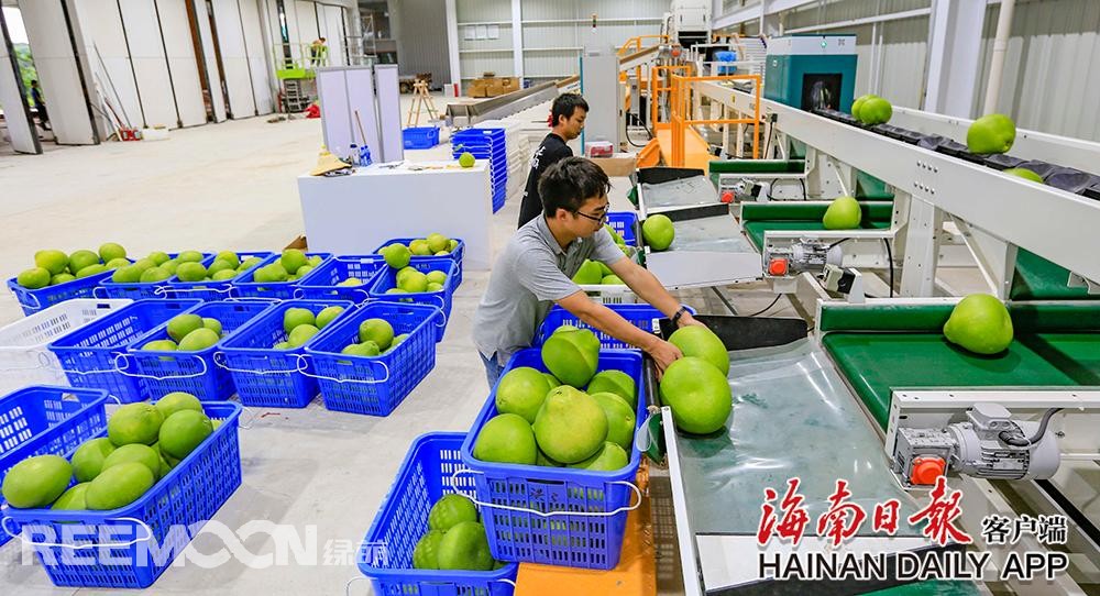 据海南日报客户端｜记者陈元才通讯员王家专 摄影报道 视频剪辑 吴文惠在澄迈山口青柚基地，工作人员正在护理枝头上的柚子，该基地的柚子即将上市。海南日报记者 陈元才 摄8月13日，在澄迈山口青柚基地和“柚子夫妇”青柚基地，工作人员有的采摘青柚果打包上市，有的忙着护理枝头上的柚子，为上市做准备，忙得不亦乐乎