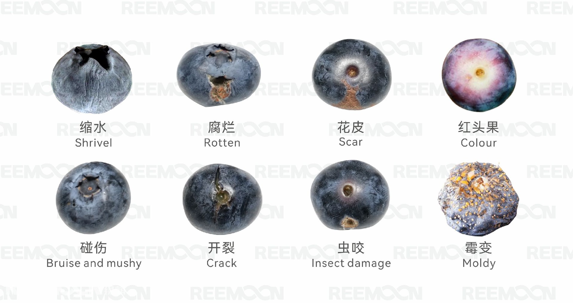 1772529422111229.jpg 蓝莓瑕疵图.jpg