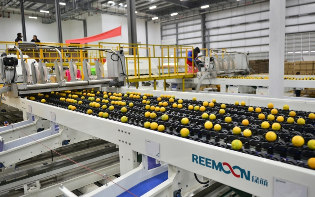 Adding value to your fruit by sort both internal and external quality